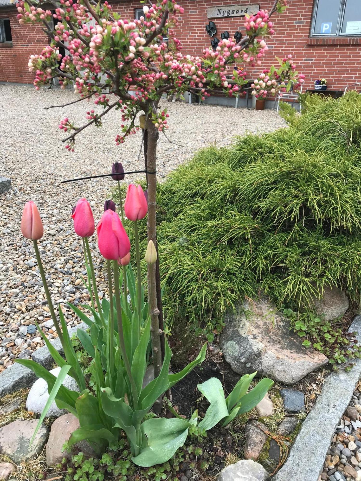 Nygaard B&B Norre Nebel ภายนอก รูปภาพ